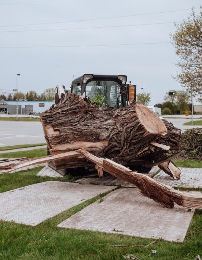 Professional tree removal service safely cutting down a large tree in residential area