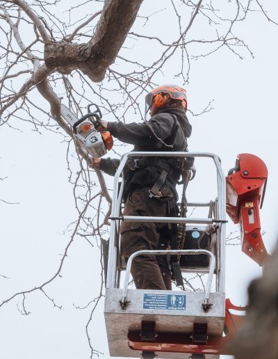 Tree removal service in Sheboygan county